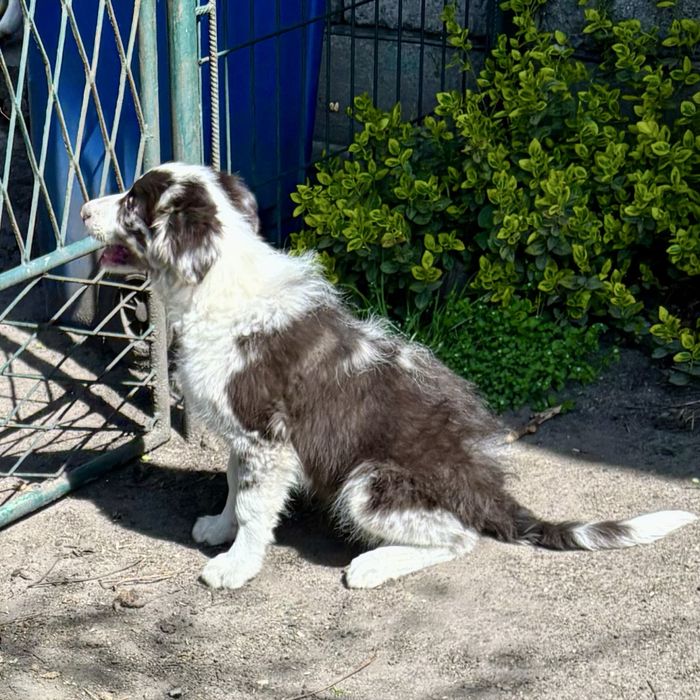 Border collie-piesek