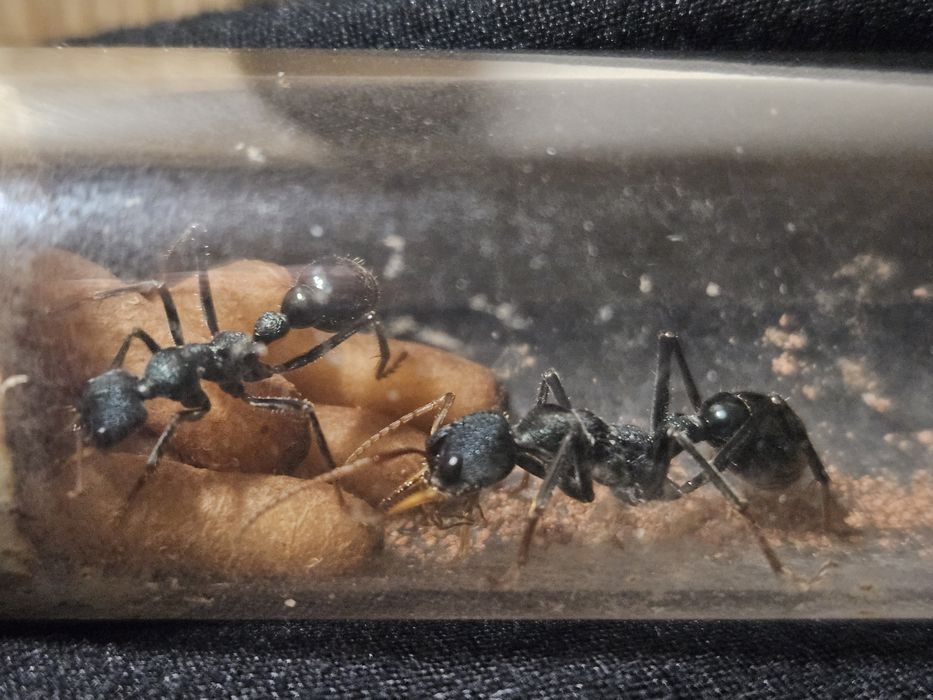 Myrmecia Tarsata Brevinoda mrówki kolonia Q+2  robotnice formikarium
