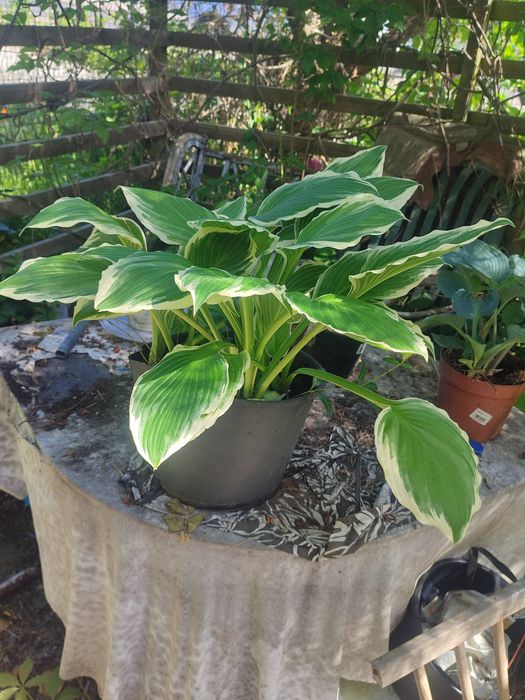Sadzonki Funkia hosta