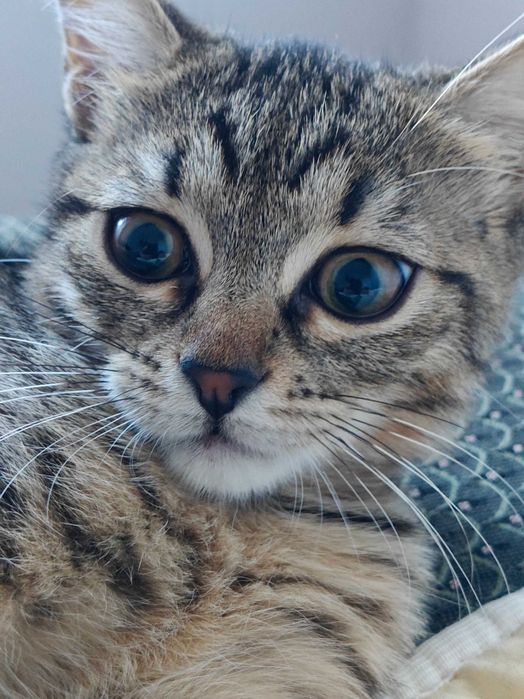 Кошеня 3 місяці дівчинка