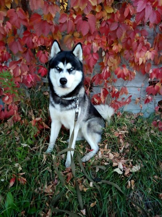 Вязка Сибирский Хаски