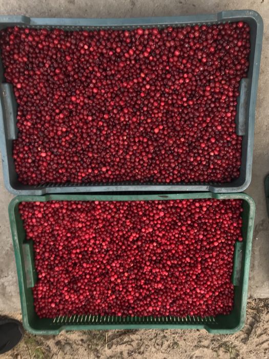 Клюква Журавлина ТОП.