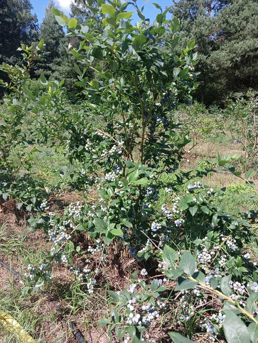 Borówka amerykańska bez oprysku