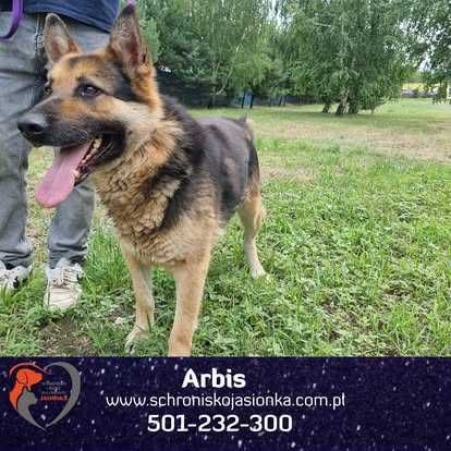 owczarek niemiecki -Arabis schronisko Jasionka -aktualne