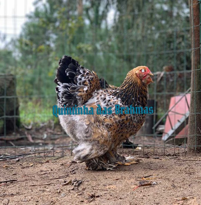 Ovos Brahma Mil flores