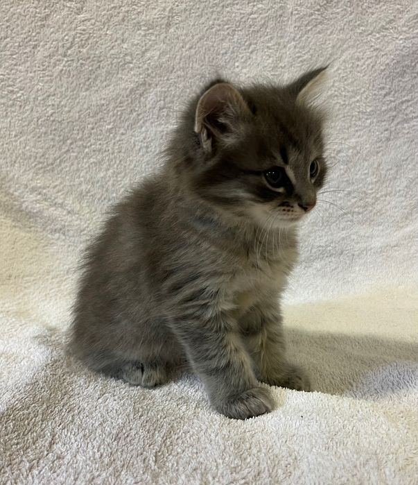 Кошенята хлопчики 1,5 місяці