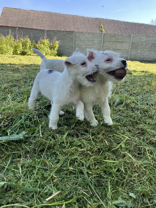 Szczeniak - Parson Russell Terrier