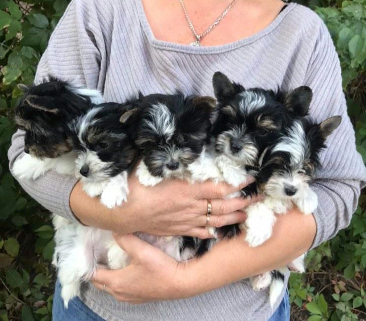 В найкращу люблячу сім'ю Бівер йорочки