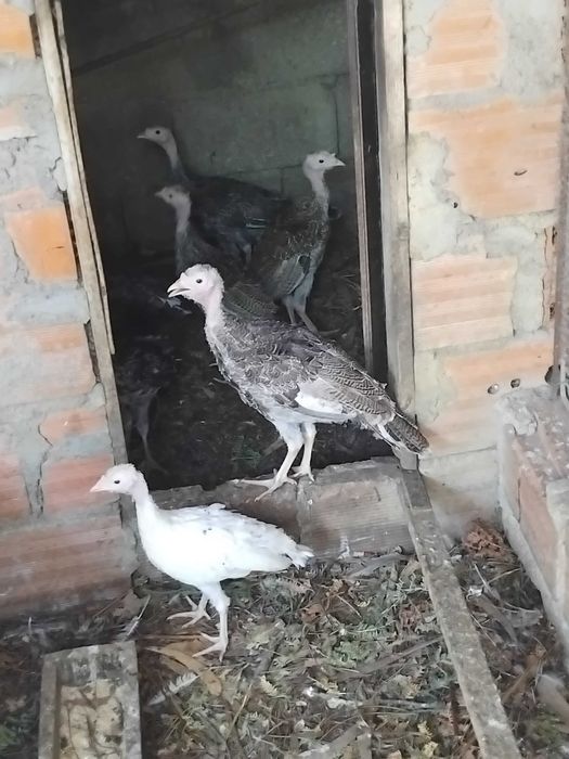 Perus caseiros para venda