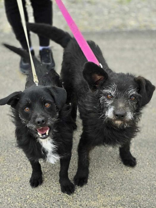 Adopcja są jak bracia...