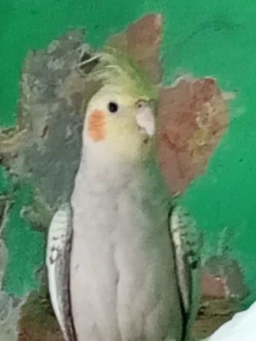 Sprzedam samca lub zamienię na samiczke