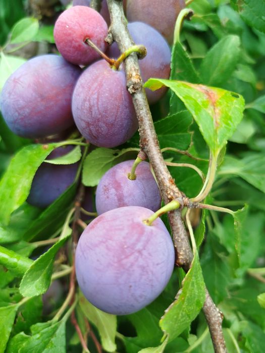 Продам саджанці плодових і декор.дерев