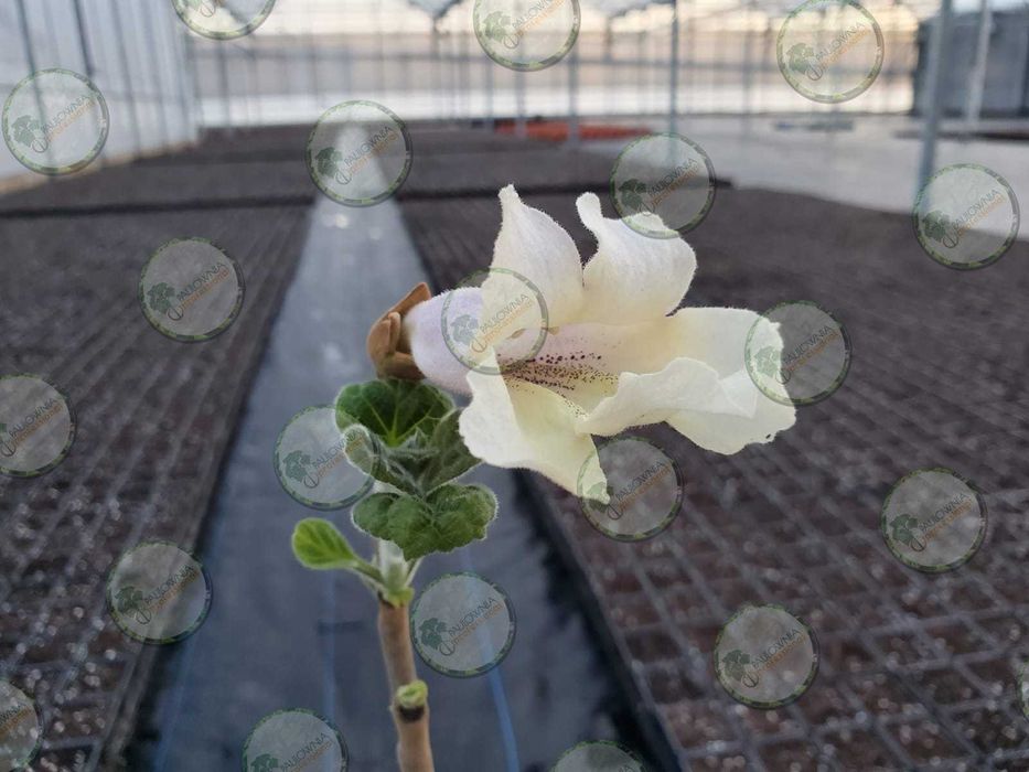 Paulownia Fortunei x Elongata Lote 100ud.