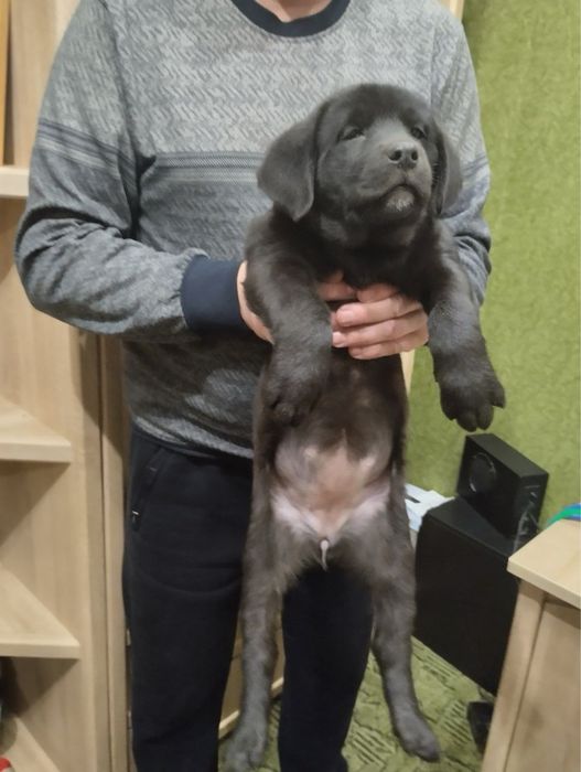 Дружелюбні Лабрадорчики