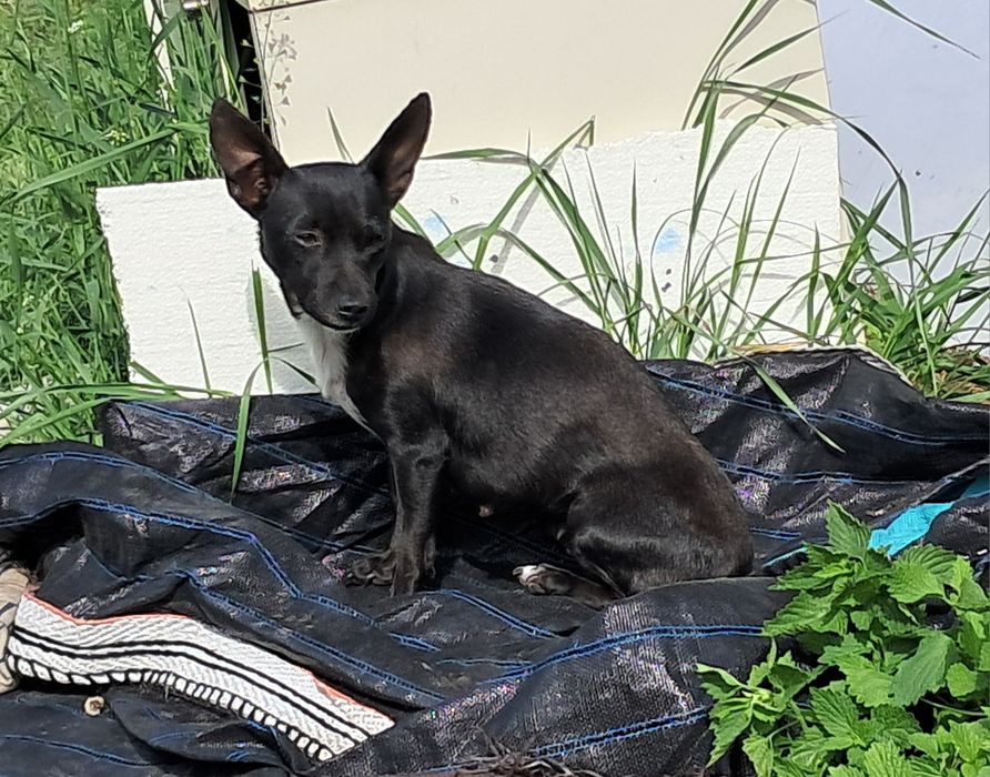 Bella 2lata pilnie potrzebny dom chociaż tymczasowy