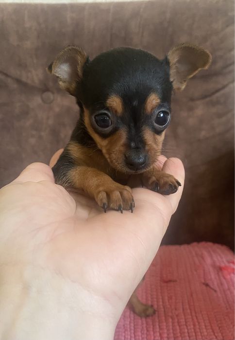 Хлопчик    тойчик