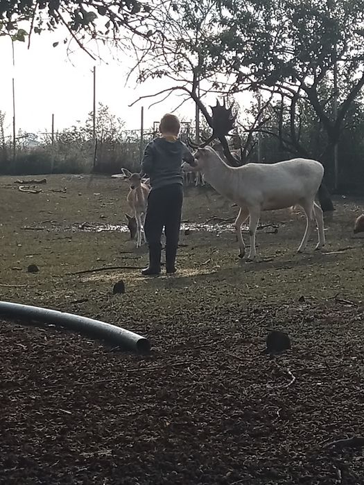 Cielaki daniela  żeńskie ARiMR