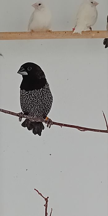Bengalins de Exposição