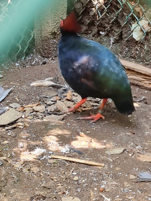 Macho perdiz roul roul