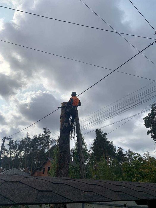 Видалення дерев|Зрізання дерев|Спил аварійних дерев|Корчування пнів