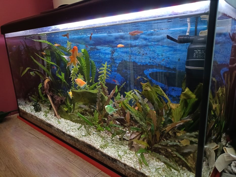 Akwarium 112 L Diversa