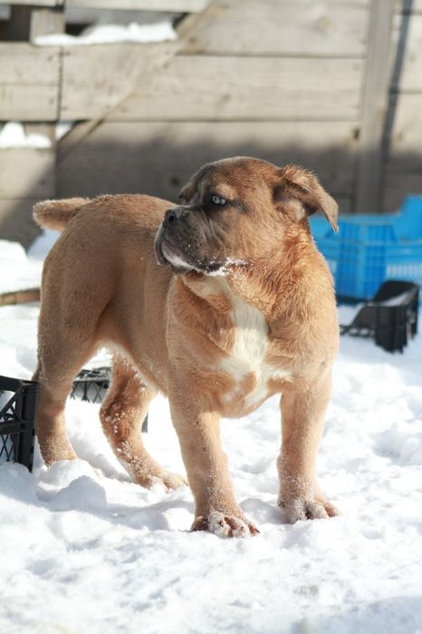 Супер широкая мощная девочка Норс Американ мастиф.  НАМ