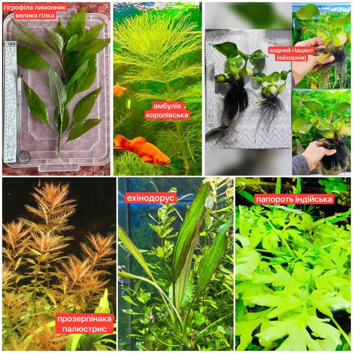 Акваріумні рослини, рибки, креветки,равлики.Аквариумные растения,рыбки