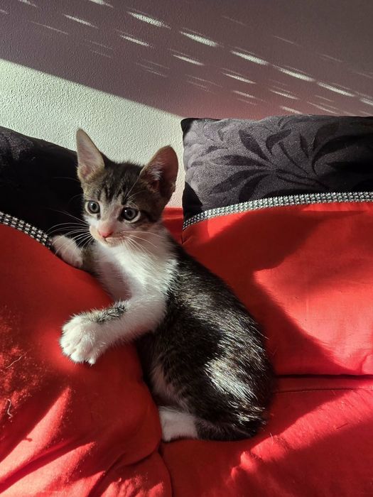 Gatinhos para adoção