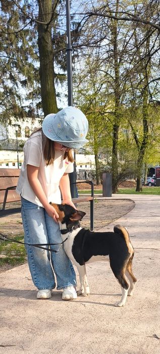 Basenji szczenię FCI