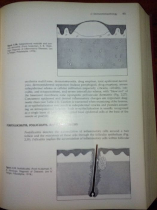 VETERINÁRIA - Small Animal Dermatology 4th Ed. - Muller, Kirk & Scott