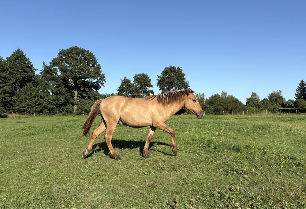 Ogierek polski kuc wierzchowy