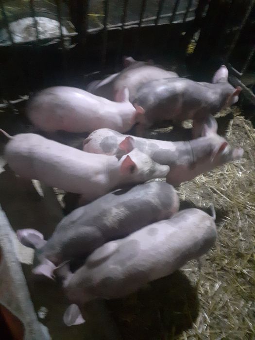 Поросята породи Петрен