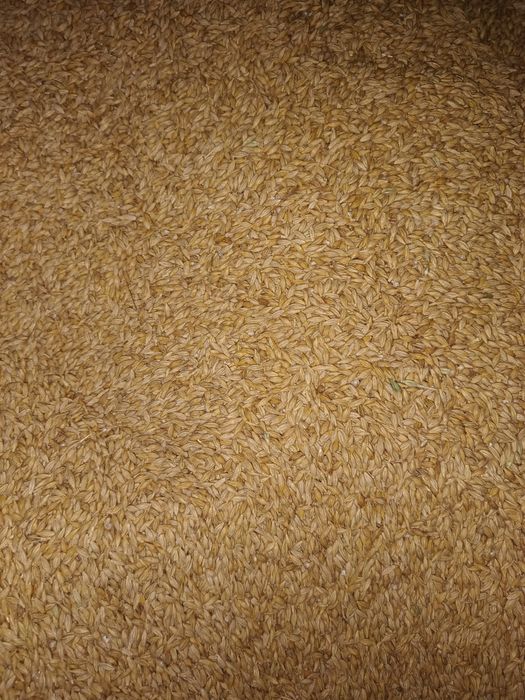 Jęczmień zimowy czysty