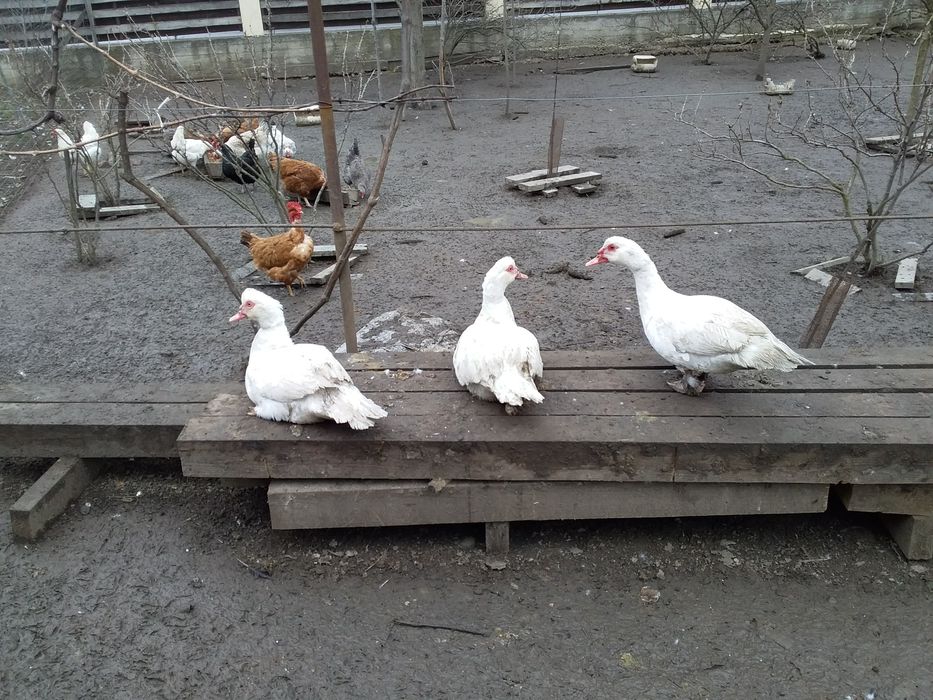 Продам мускусні качки