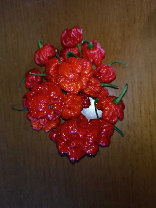 Carolina Reaper- Fruto Fresco; Semente
