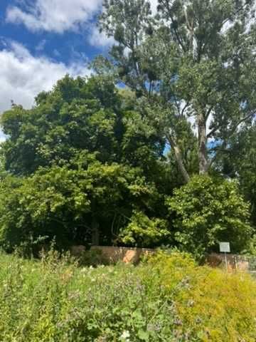 Sprzedaż drewna na pniu