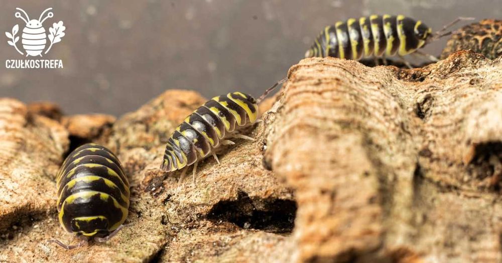 Isopody Armadillidium maculatum “Yellow Zebra”