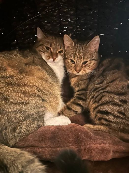 ADOPTUJCIE Bunię i Józka – duet pełen miłości i mruczenia!