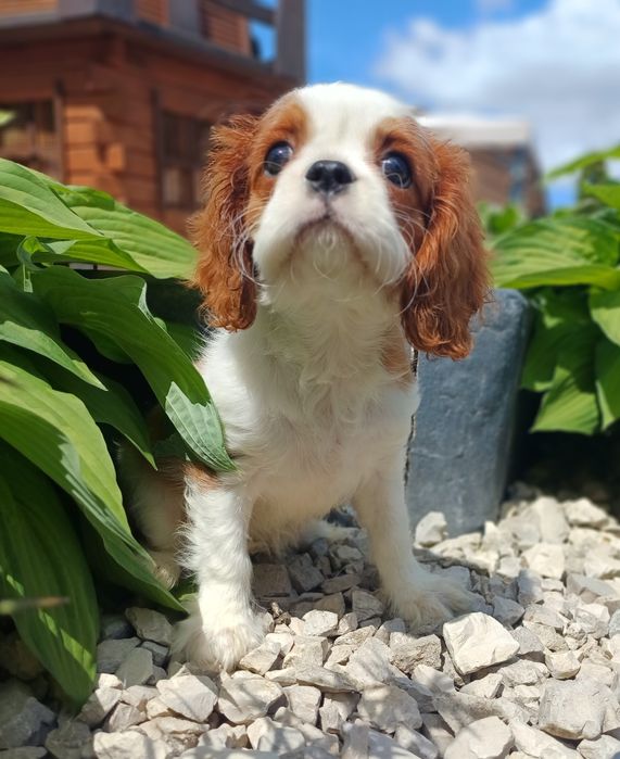 Cavalier King Charles Spaniel-Sunia