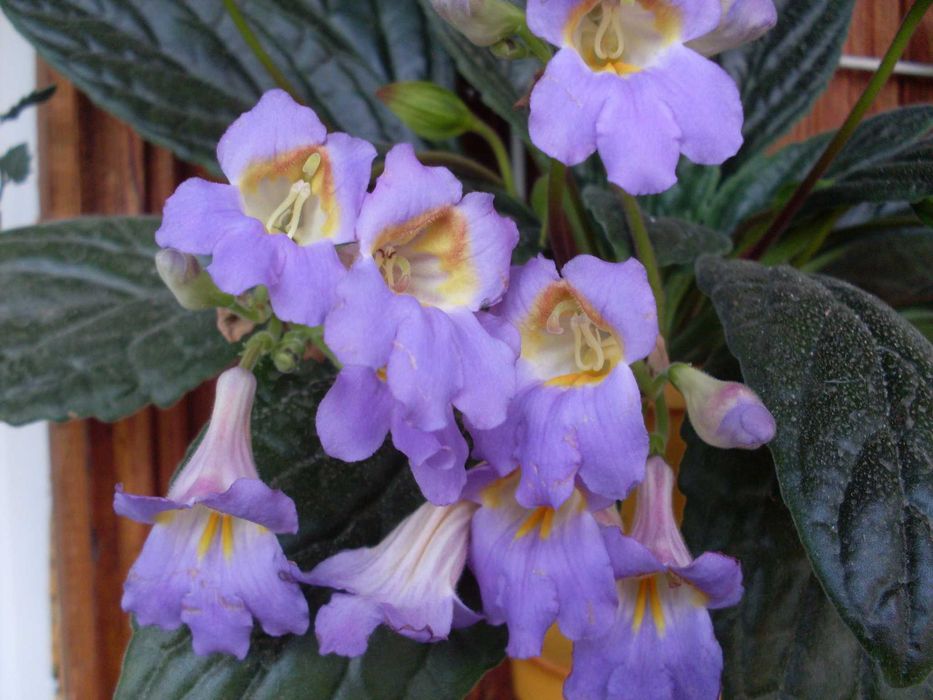 Примулина ( хирита )