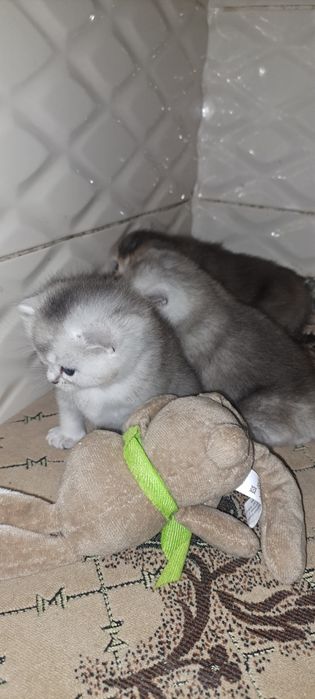 Кошенята британські срібна шиншила, вільно тільки срібло для броні