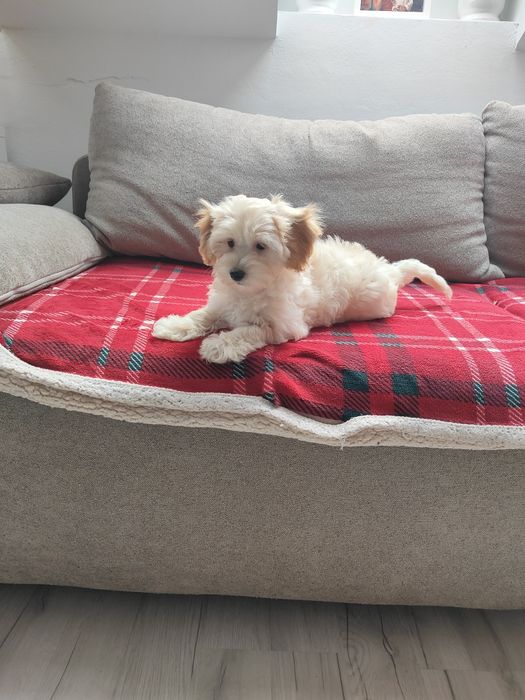 Maltipoo F1 suczka maltańczyk i pudel toy