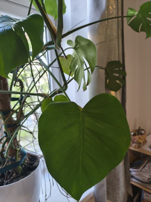 Monstera roślina 150 cm
