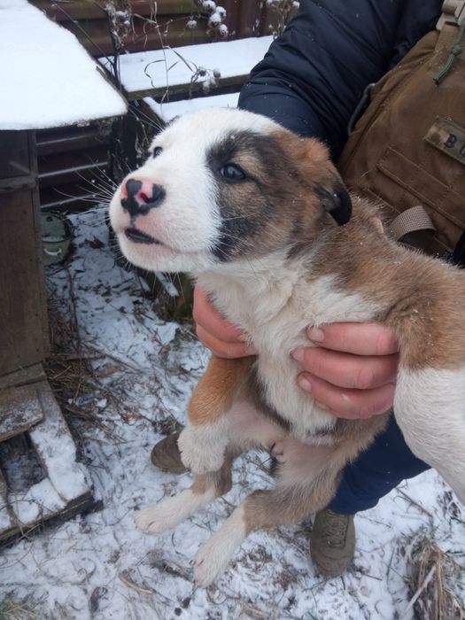 Маленькие щенки в добрые руки