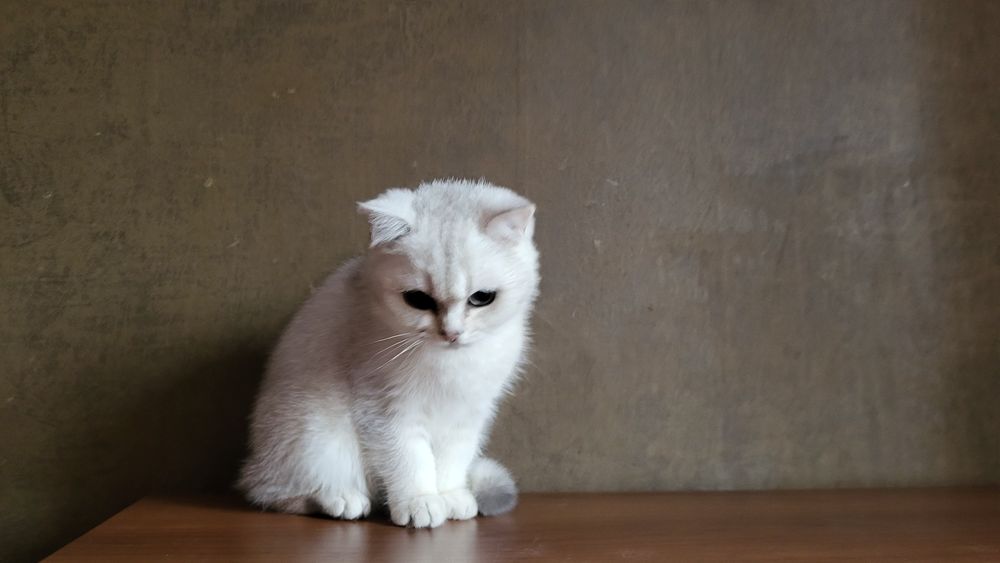 Срібляста шиншила,  Британська короткошерснан