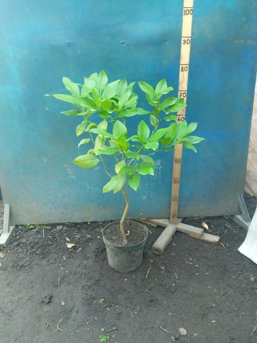 Лимон штамб Павловский