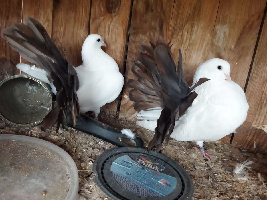 Gołębie pawiki młode i stare