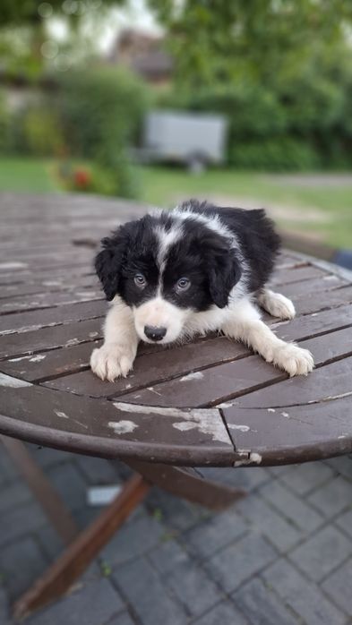 Border Collie ur 5.07.2026