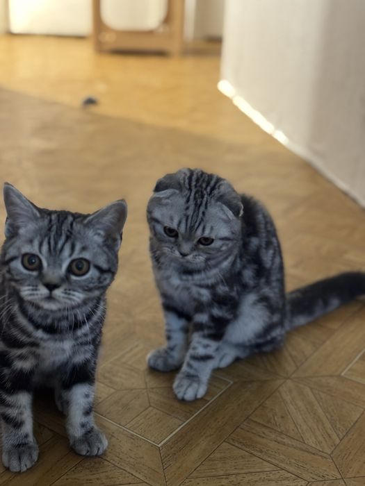 Кошеня шотландське