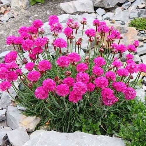 Набір грунтопокривних, вічнозелених рослин